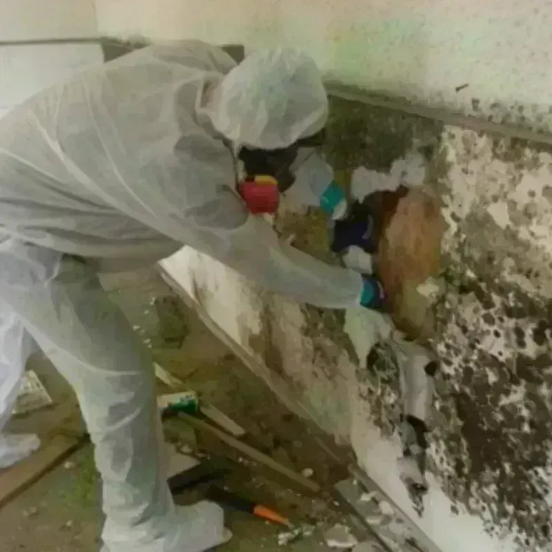 Mold Remediation and Removal in New Albany, IN